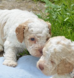 Lagotto Romagnolo s PP