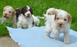 Lagotto Romagnolo s PP