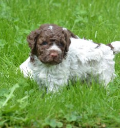 Lagotto Romagnolo s PP