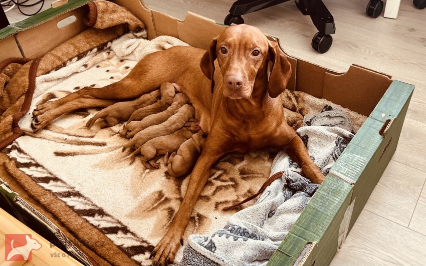 Štěňátka maďarského ohaře