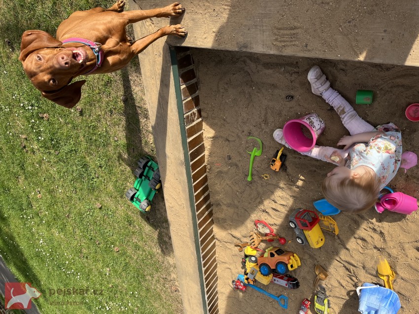 Štěňátka maďarského ohaře