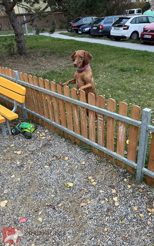 Štěňátka maďarského ohaře