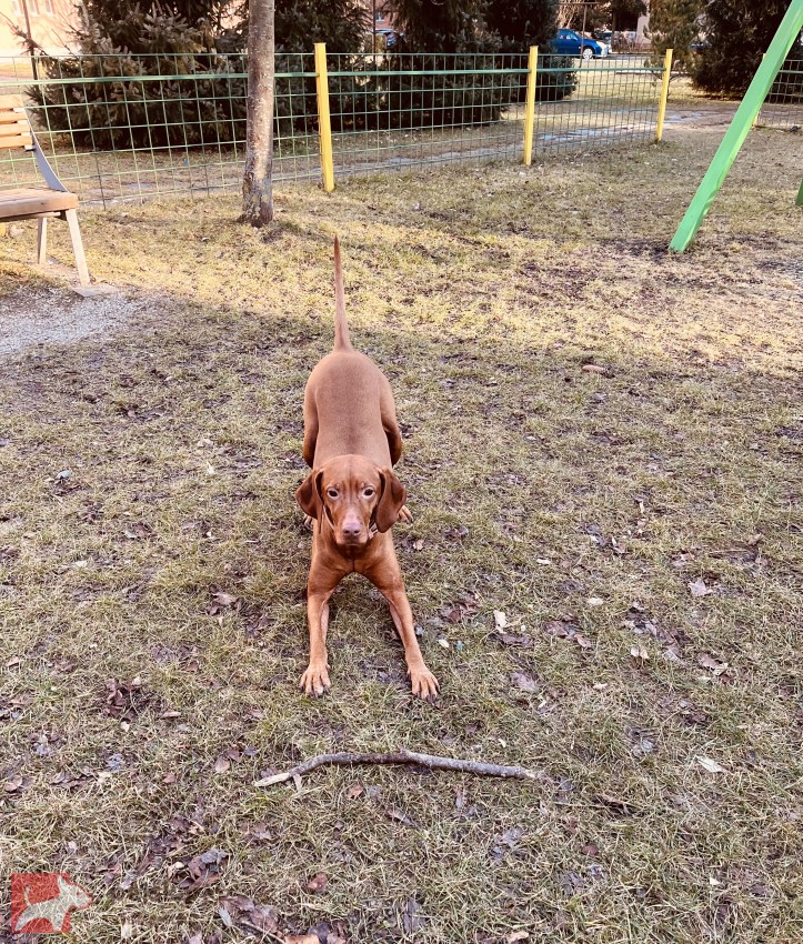 Štěňátka maďarského ohaře