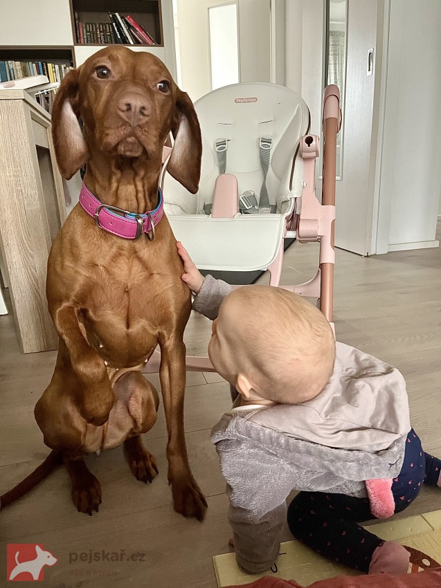 Štěňátka maďarského ohaře