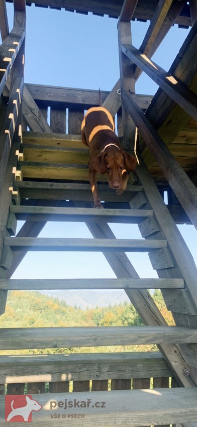 Štěňátka maďarského ohaře