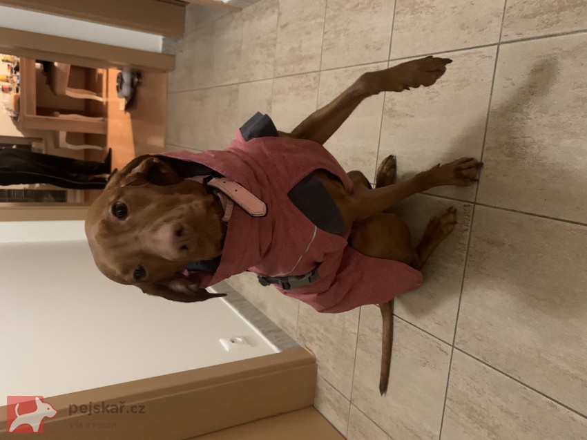 Štěňátka maďarského ohaře