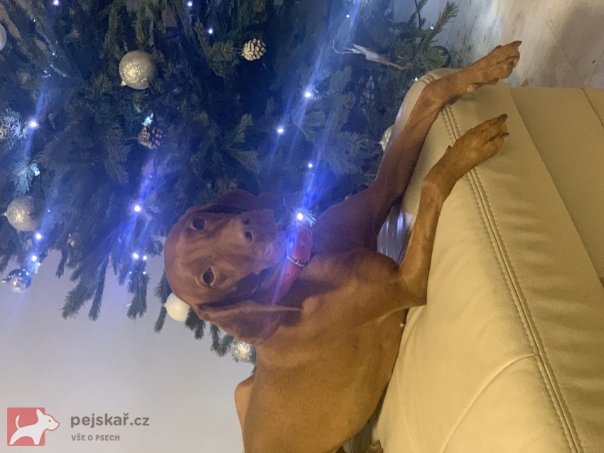 Štěňátka maďarského ohaře