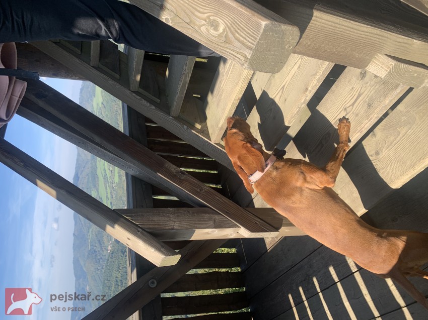 Štěňátka maďarského ohaře