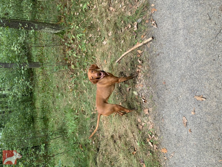 Štěňátka maďarského ohaře