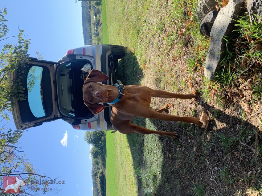 Štěňátka maďarského ohaře