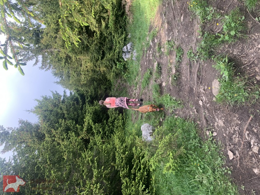 Štěňátka maďarského ohaře