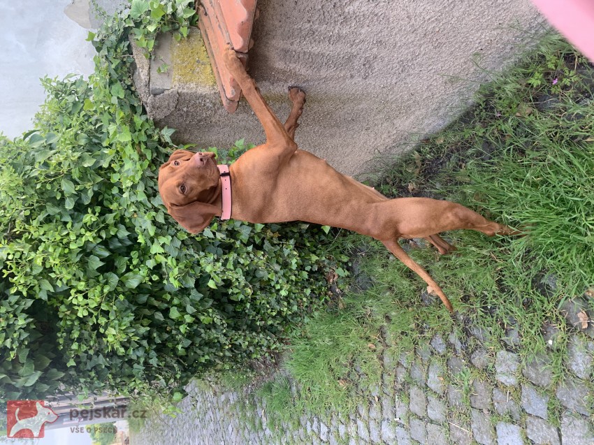 Štěňátka maďarského ohaře