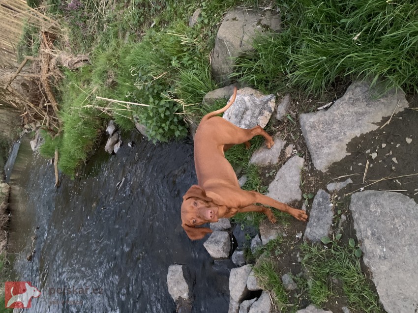 Štěňátka maďarského ohaře