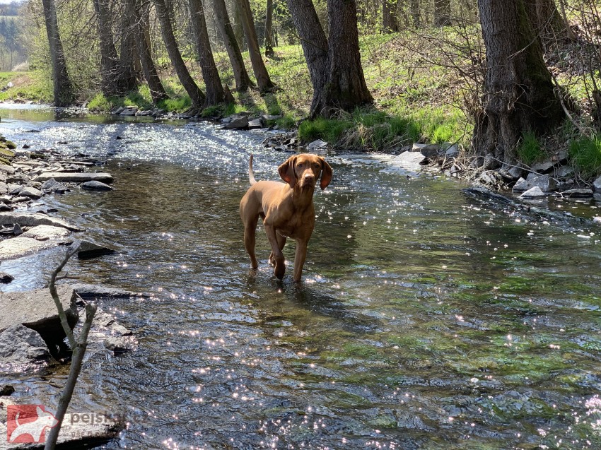 Štěňátka maďarského ohaře