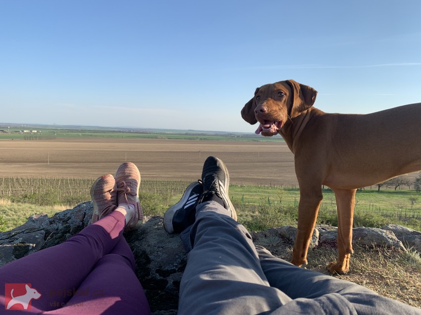 Štěňátka maďarského ohaře