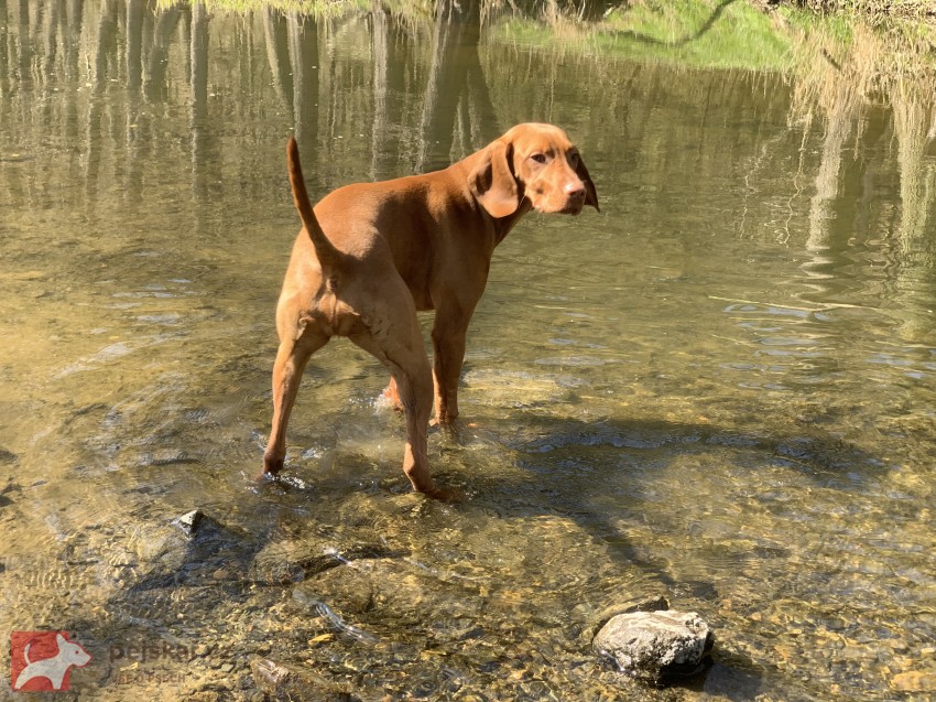 Štěňátka maďarského ohaře