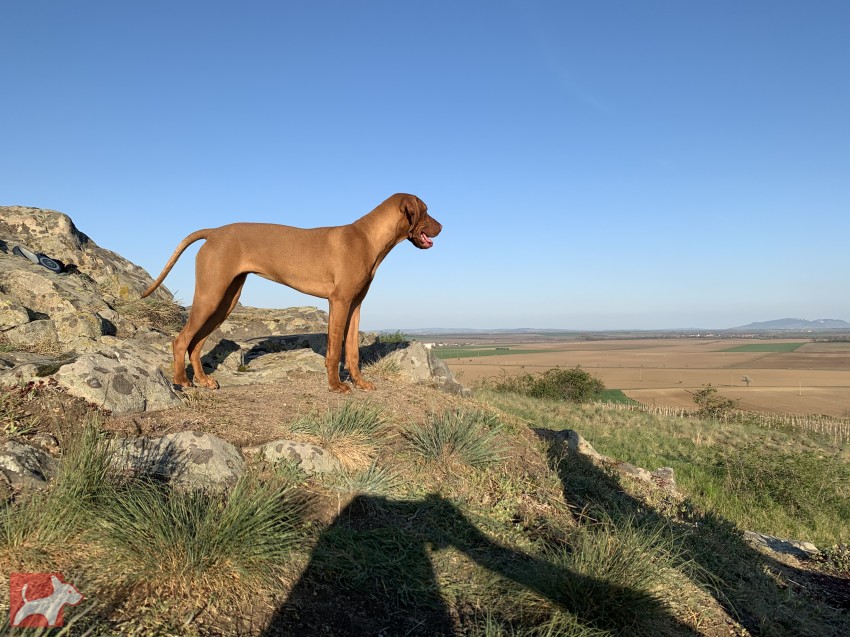 Štěňátka maďarského ohaře