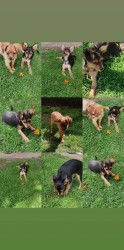 Rusky Toy