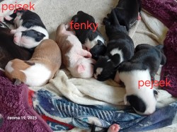 Americký stafordšírský teriér