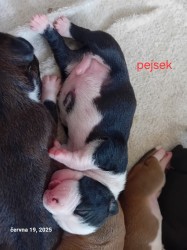 Americký stafordšírský teriér