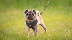 Theodor k adopci