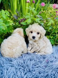 Maltipoo