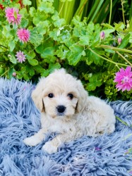 Maltipoo