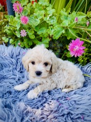Maltipoo