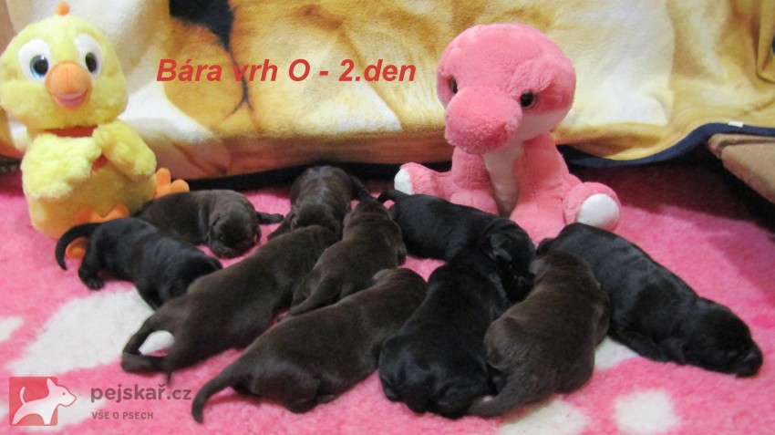 Labradorský retrívr s PP