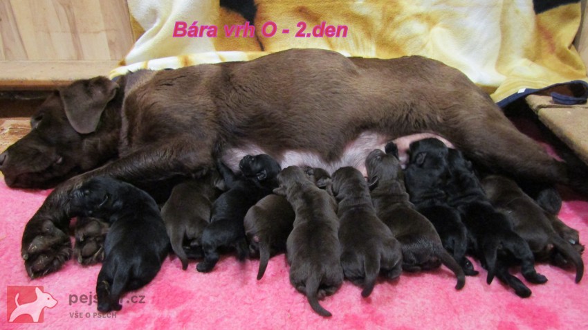 Labradorský retrívr s PP