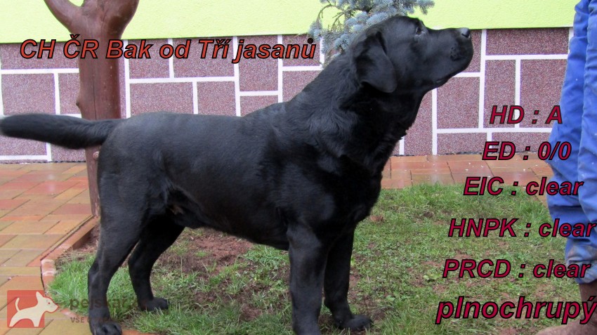 Labradorský retrívr s PP