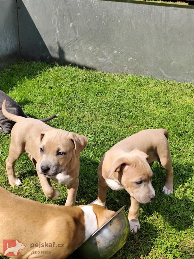 Štěňátka pitbulla