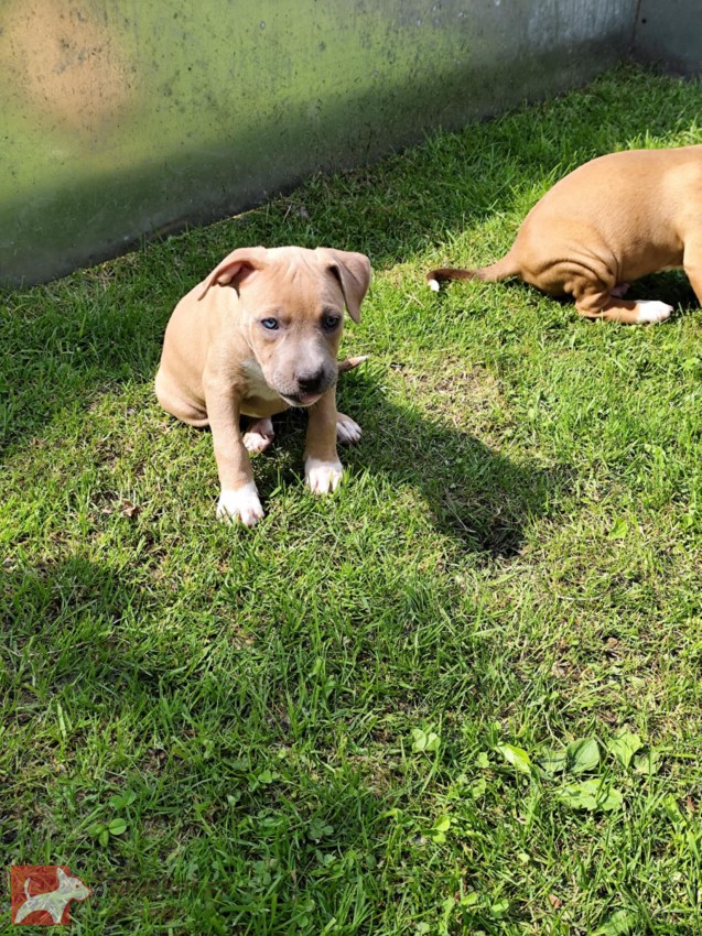 Štěňátka pitbulla