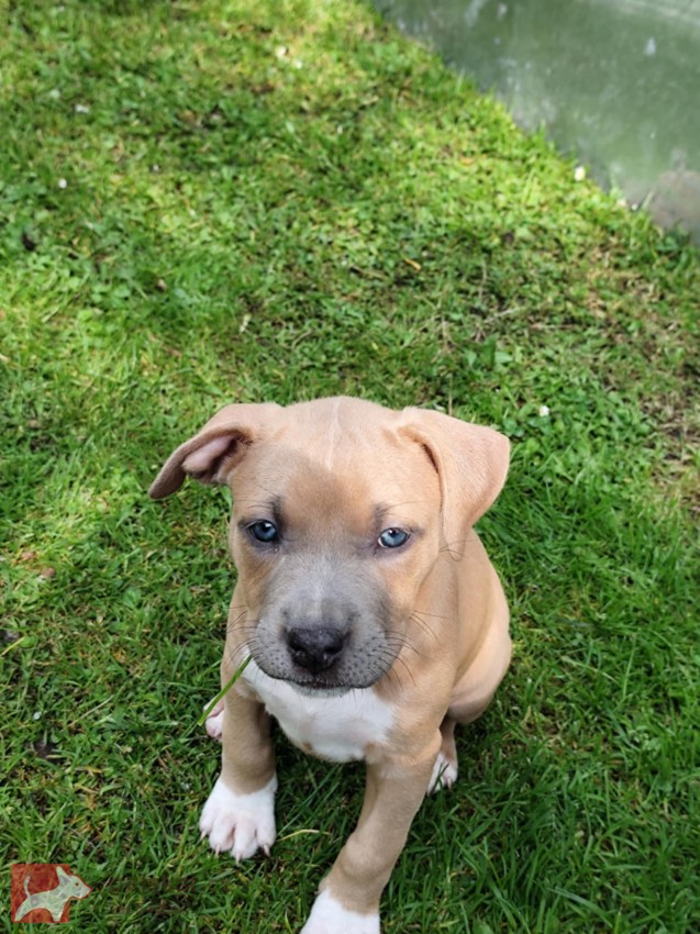 Štěňátka pitbulla