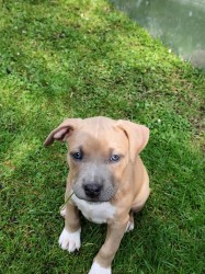 Štěňátka pitbulla