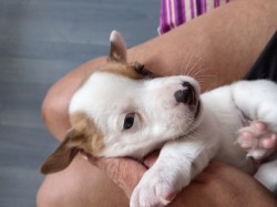 Inzerce psů Jack russel teriér