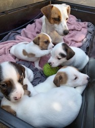 Jack russel teriér