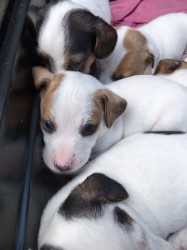 Jack russel teriér