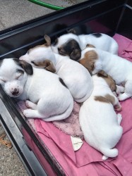 Jack russel teriér