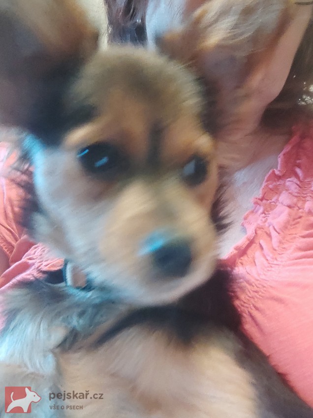 Poslední dva klučici RT