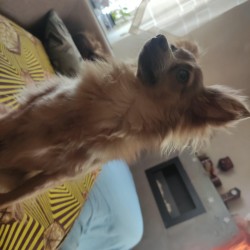 štěňátka k zadání