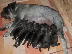 Knírač střední pepř a sůl