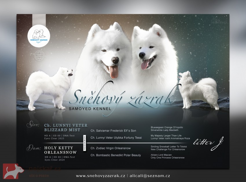 Samojed štěňátka s PP