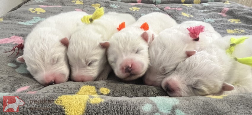Samojed štěňátka s PP