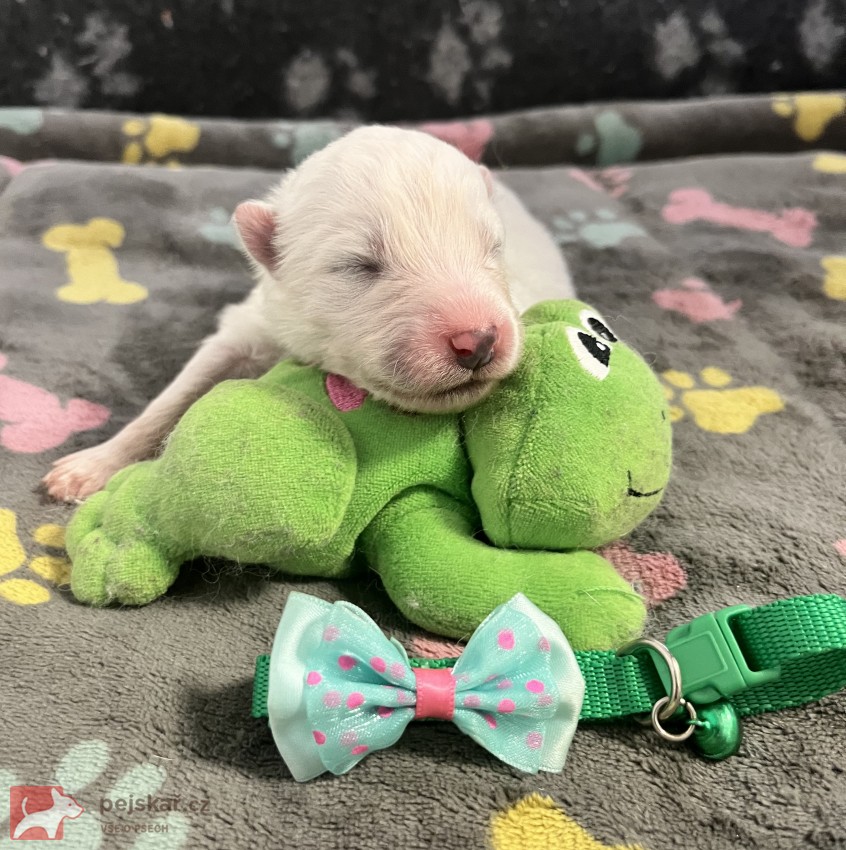 Samojed štěňátka s PP