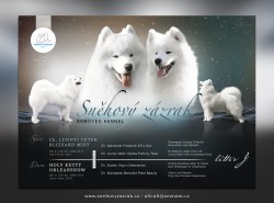 Inzerce psů Samojed štěňátka s PP