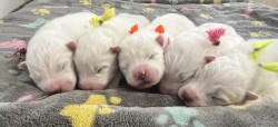 Samojed štěňátka s PP