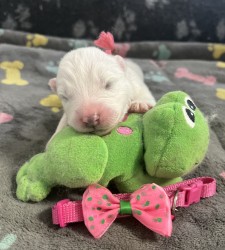Samojed štěňátka s PP