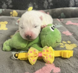 Samojed štěňátka s PP