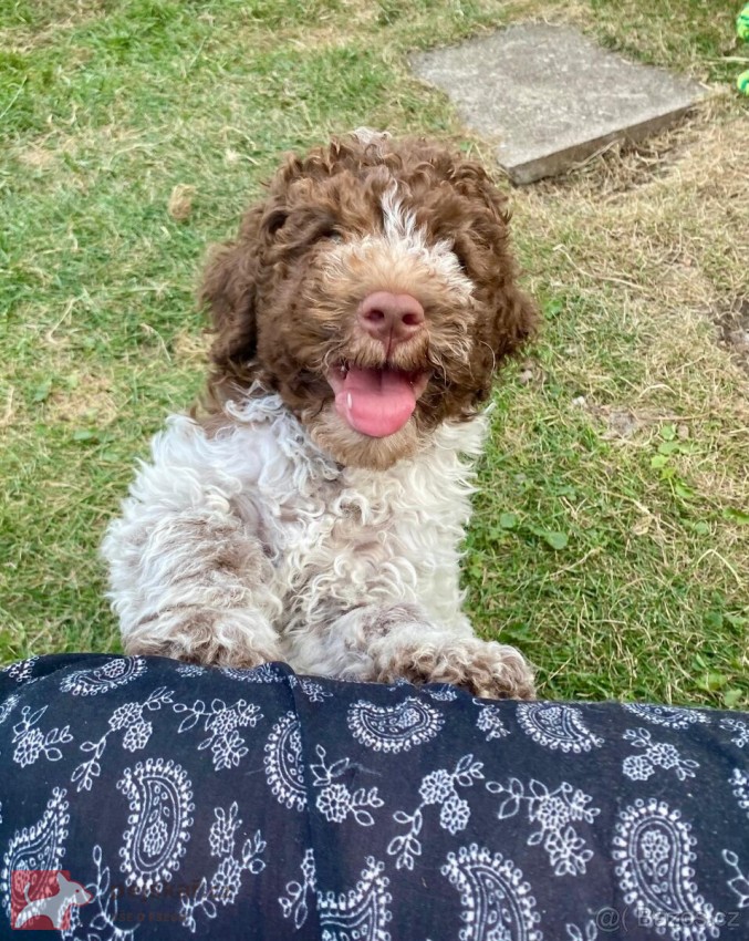 Lagotto Romagnolo s PP